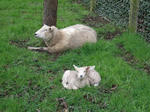 DSCF1147-2.jpg