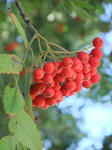 DSCF0770-2.jpg