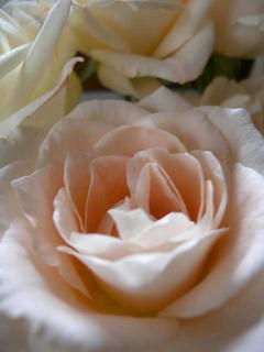 DSCN5806.jpg