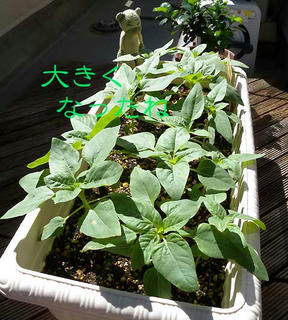DSCN5897.jpg
