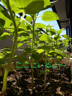 DSCN5900.jpg