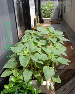 DSCN5994.jpg
