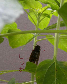 DSCN6005.jpg