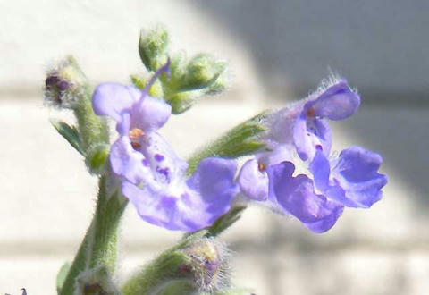 DSCN6007.jpg