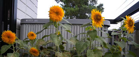 DSCN6050.jpg