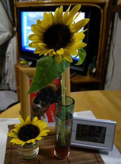 DSCN6162.jpg