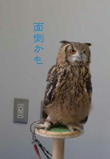 DSCN6183.jpg
