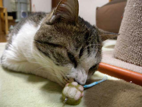 DSCN6761.jpg