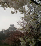 0404hime2.jpg