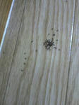 20100706161317.jpg