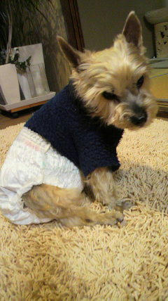 2010120919130000.jpg