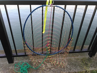 大川の鯉釣り ６ １６ ６ １７ 淀川いであ金田一