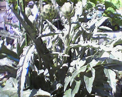 PICT0238.jpg