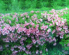PICT0249.jpg