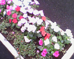 PICT0312.jpg