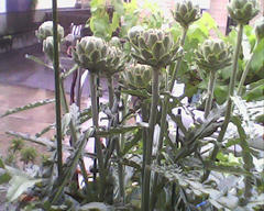 PICT0342.jpg