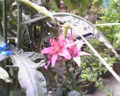 PICT0516.jpg