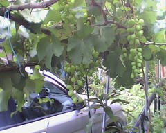 PICT0521.jpg