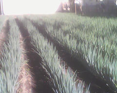 PICT0897.jpg