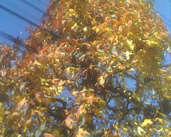 PICT0905.jpg