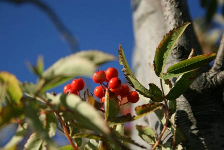 IMG_2985.jpg