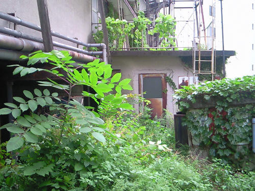 NEC_0298.JPG