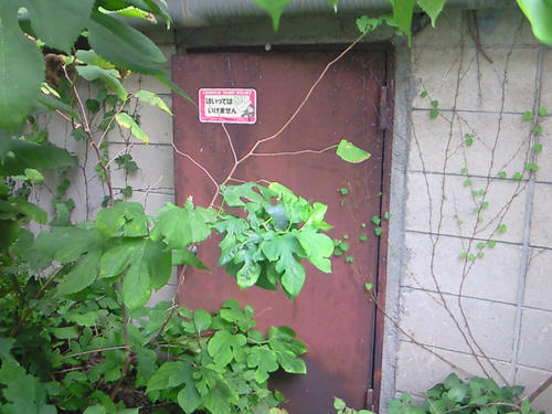 NEC_0299.JPG