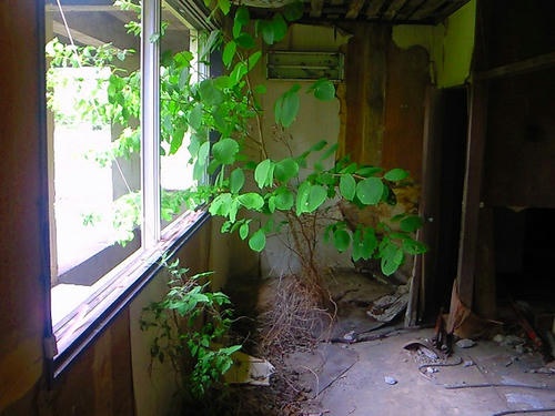 NEC_0359.jpg