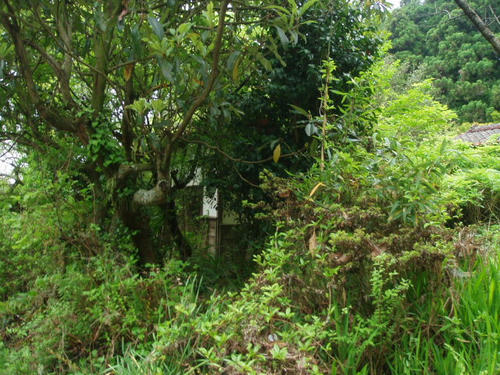 cf520626.jpeg