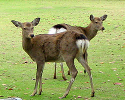 nara2.jpg