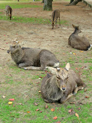 nara1.jpg