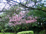 SAKURA02.JPG