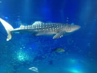 IMG_4769.JPG
