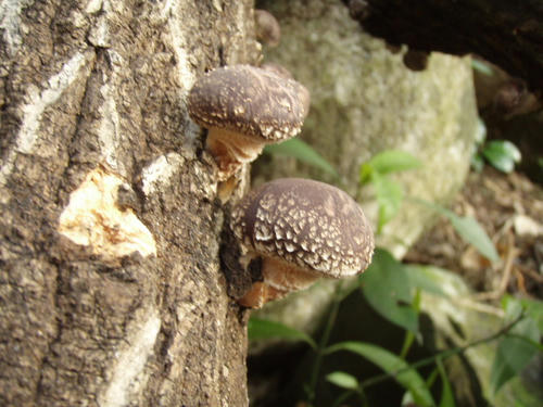 P1100443.JPG