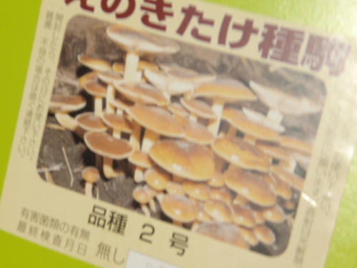 売っているえのきとぜんぜん違う！
