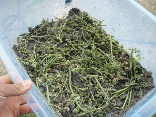 木灰をまぶす。