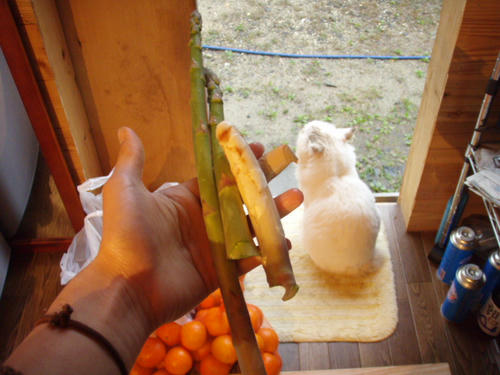 貴重なアスパラどうやって食べよう？