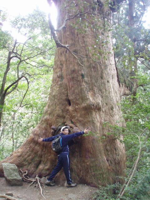 こーんなに大きな杉があるんです。