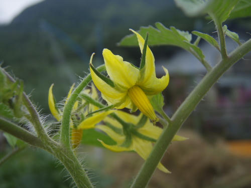 とまとの花。