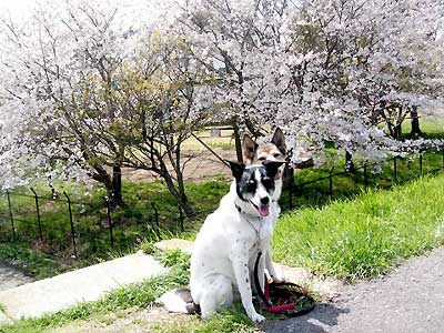 桜咲く