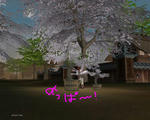 sakura