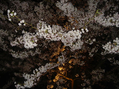 夜桜１