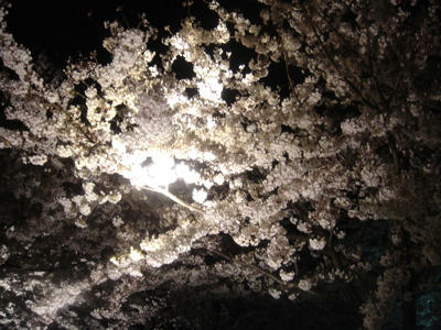 夜桜３