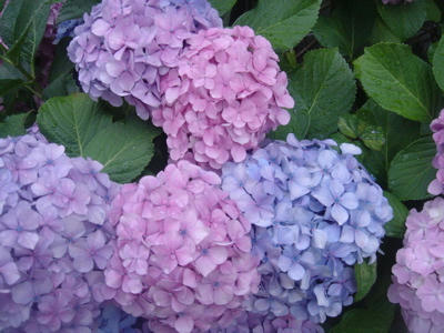 紫陽花