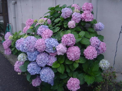紫陽花