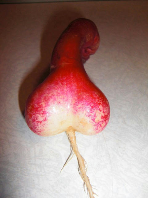 CIMG0950.jpg