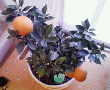 NEC_0225.JPG