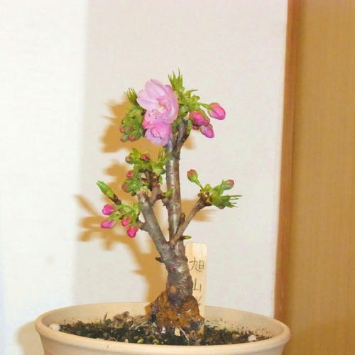 asahiyamasakura.JPG