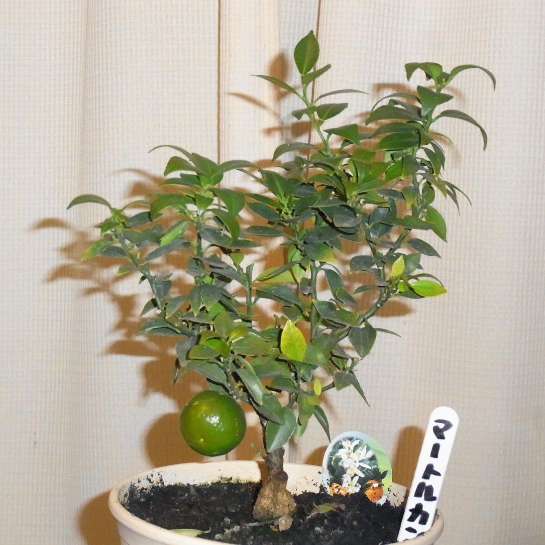 RIMG0691.JPG