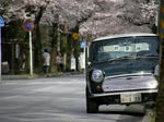 桜